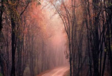 WCBA季后赛 | 黑龙江上东主场不敌四川蜀道远达.